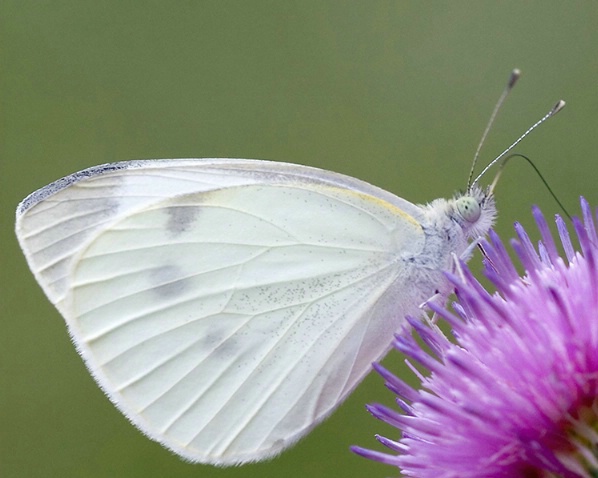 White Moth - ID: 1074217 © Marilyn S. Neel