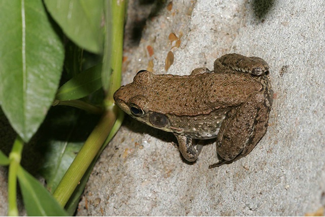 Backyard Bullfrog