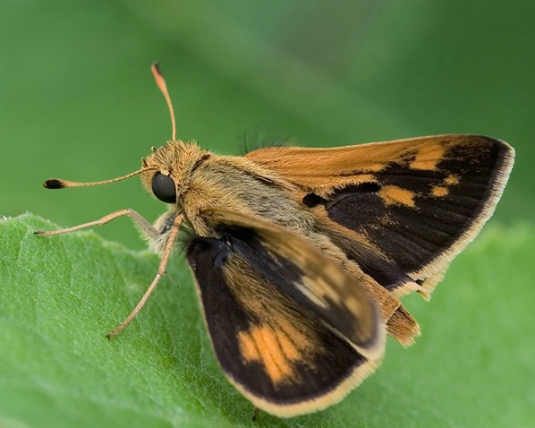 Brown Moth - ID: 1074323 © Marilyn S. Neel