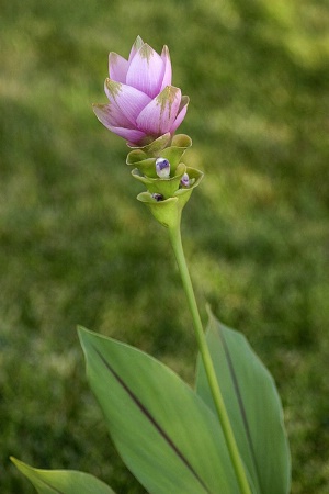 Blooming Ginger