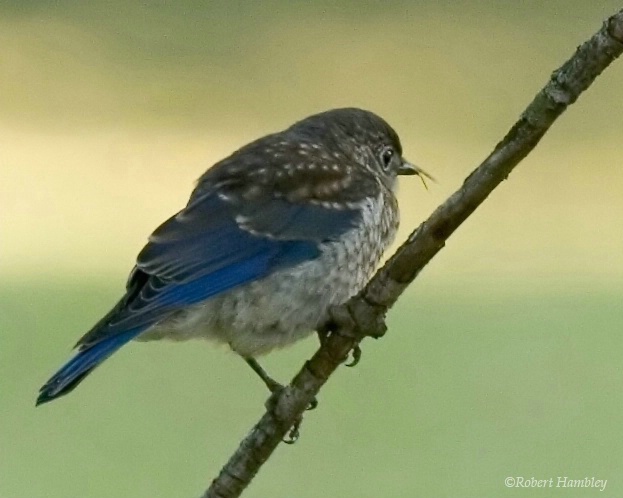 Eastern Bluebird - Juvevnile - ID: 1075299 © Robert Hambley