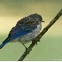 © Robert Hambley PhotoID # 1075299: Eastern Bluebird - Juvevnile