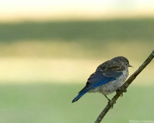 Eastern Bluebird - Juvevnile - ID: 1075300 © Robert Hambley