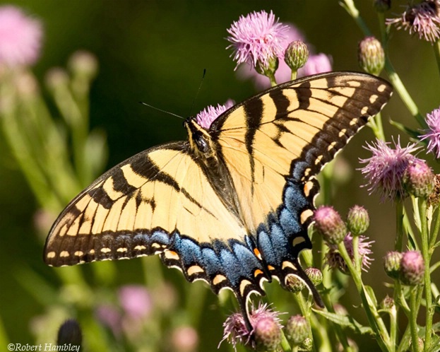 Tiger Swallowtail - ID: 1075301 © Robert Hambley