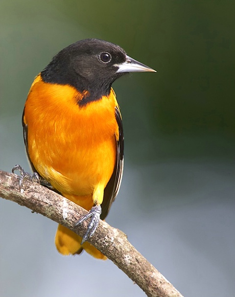 Baltimore Oriole (male)