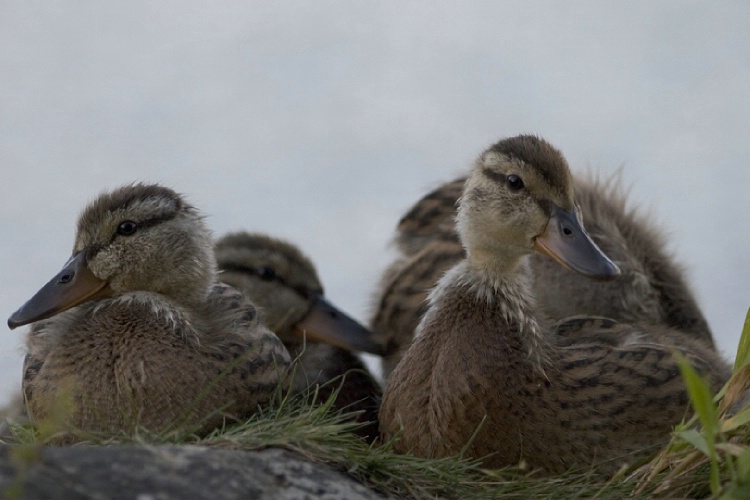 Tiny Ducklings