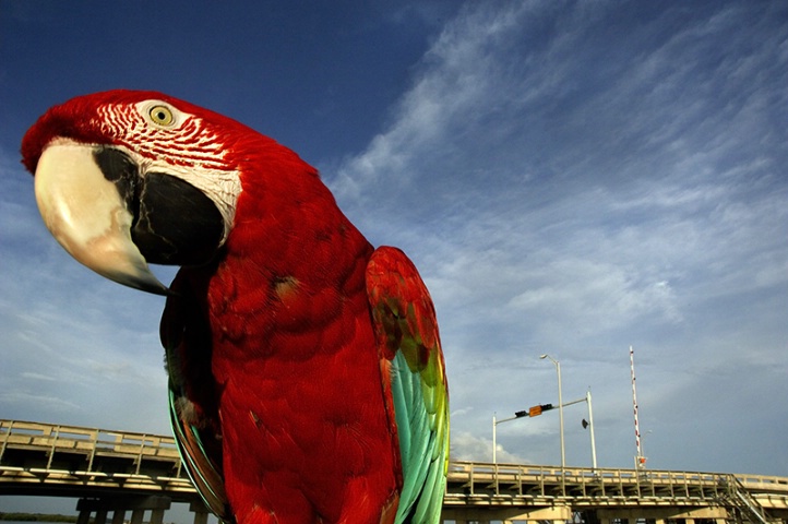 Macaw 1