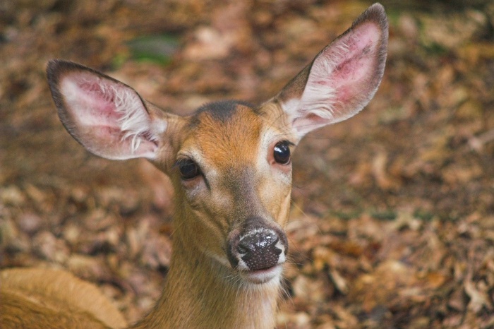 Ha! Can you tell that buck to stop following me?