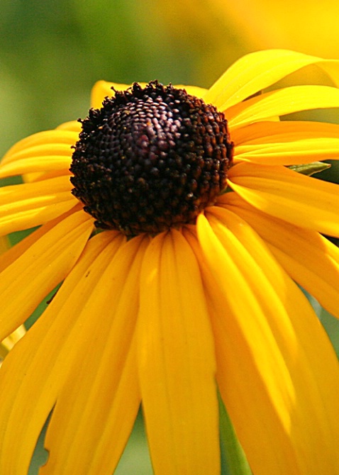 Black-Eyed Daisy (correction.. Susan)