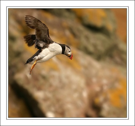 Puffin Flight