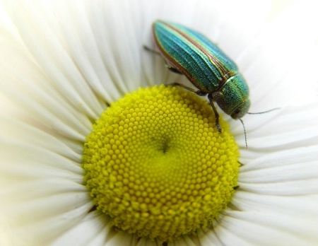 Emerald-Jewel Beetle