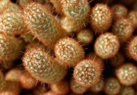 Cactus Plant