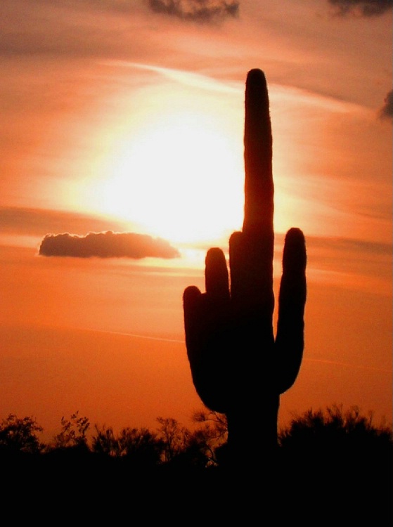 Orange Cactus Sunset