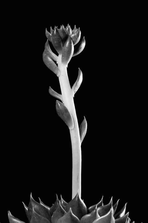 Succulent in Black and White - ID: 1083292 © Sharon E. Lowe