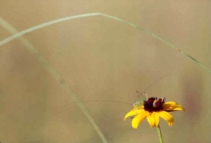 Black Eye Susan, Grasshopper and Bee