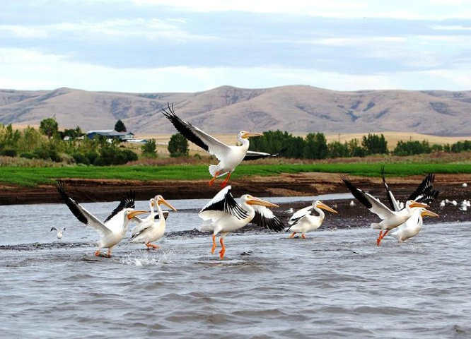 Pelicans Taking Flight