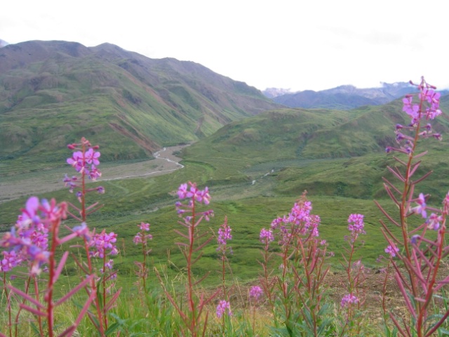 Fireweed over Valley