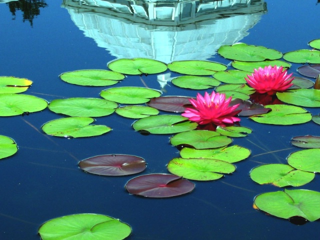 Undisturbed Floating Lotuses