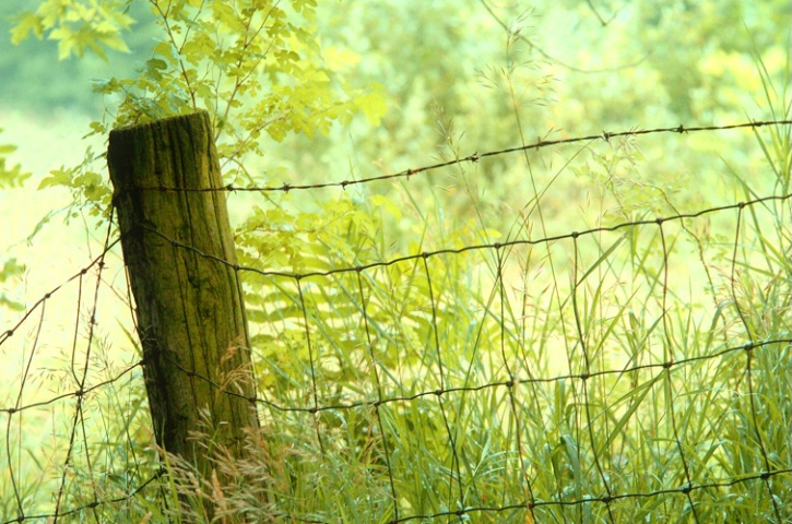 Summer - Along the Fenceline