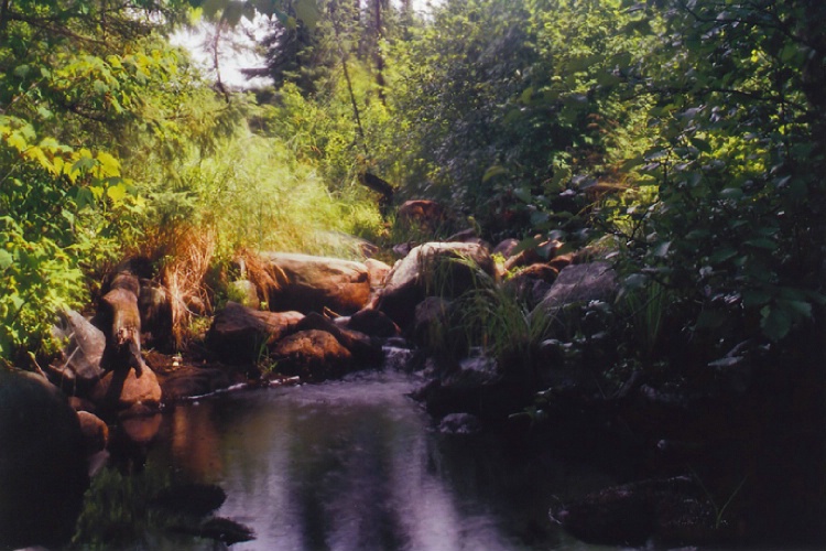 Creek Near Stuart River
