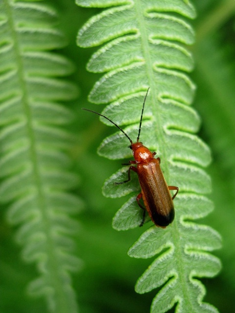 Highland Bug