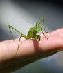 Green Mantis