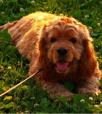 Rusty  the Guard Dog