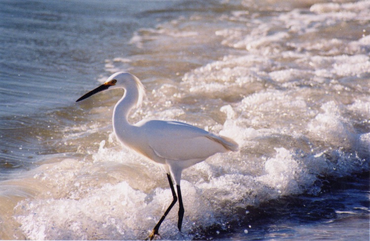 egret in surf, Sarasota, Florida