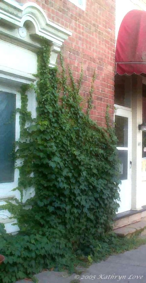 the ivy that distracts me