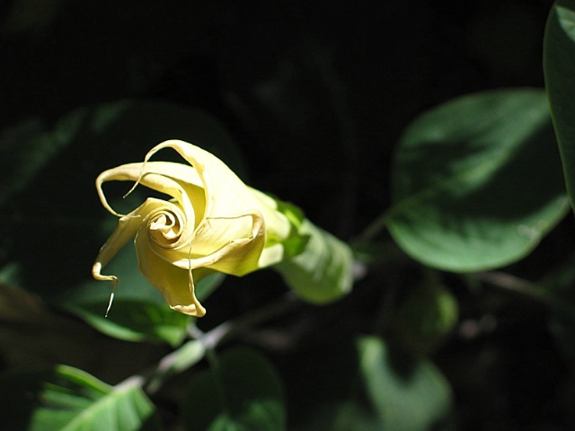About to unfurl