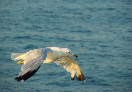 Gull in chase