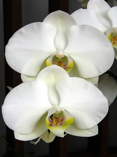 White Orchids