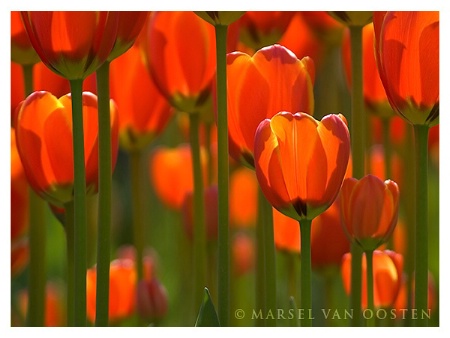 Tulips