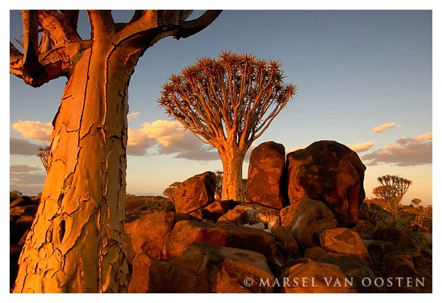Namibian Quivertrees
