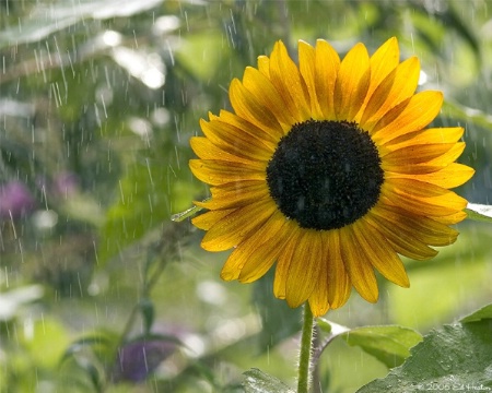 Sunflower & Showers