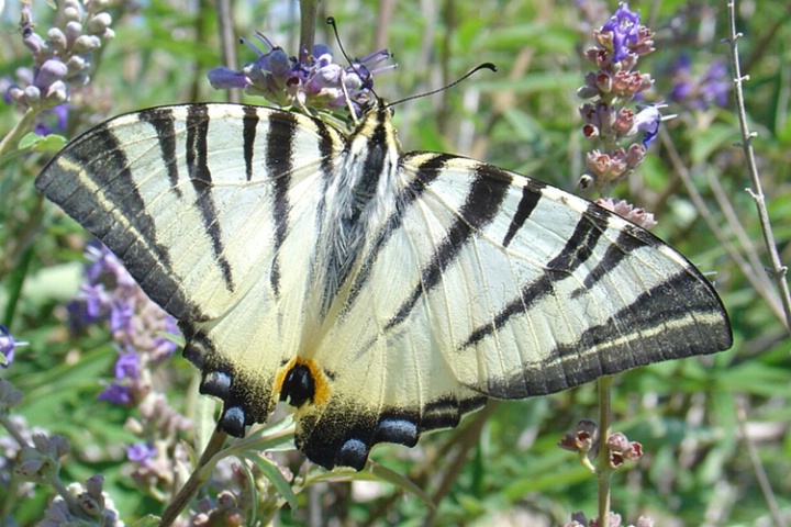 swallowtail