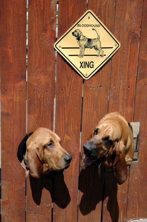 Bloodhound Crossing