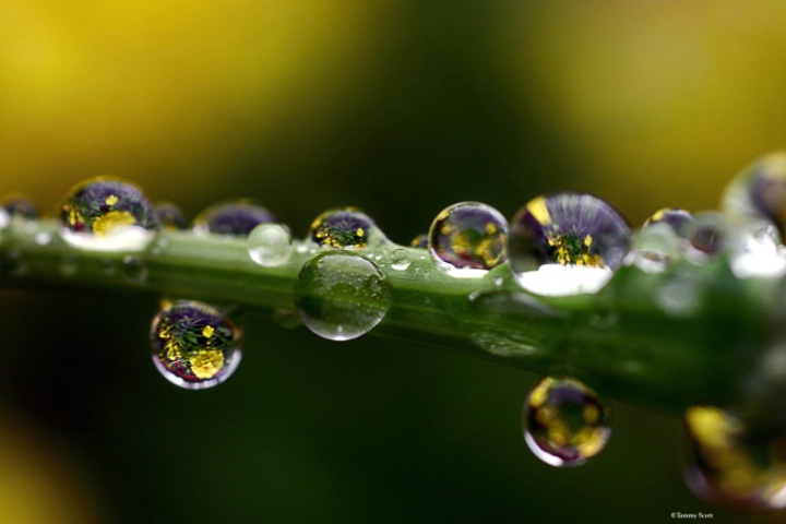 Flower Drops