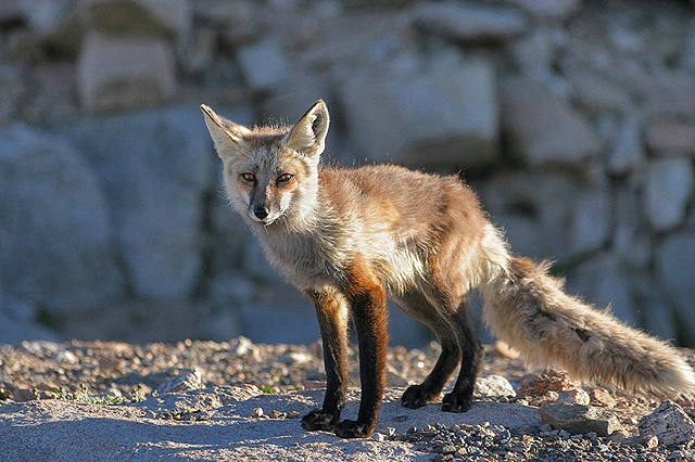 Red Fox Hues