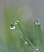 Dew drops