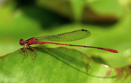 Shadow of the Damsel