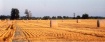 golden harvest
