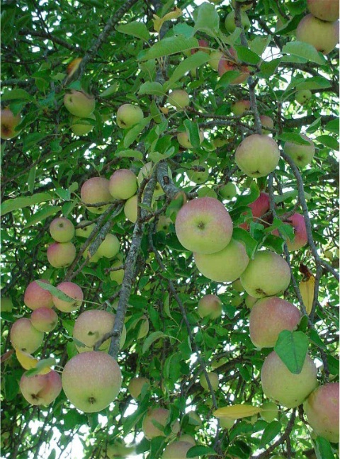 Under The Apple Tree