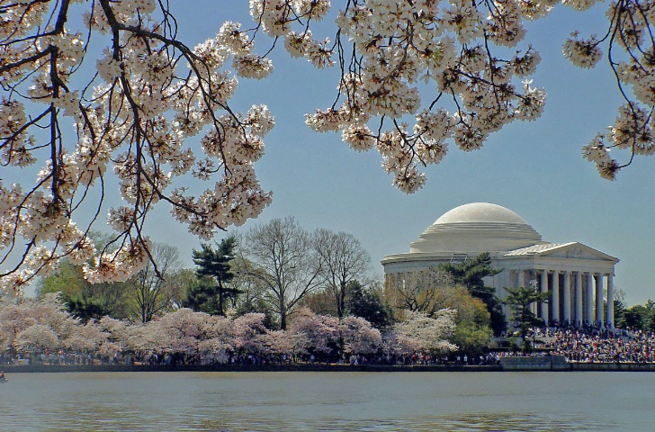 One Nation Under The Cherry Blossoms