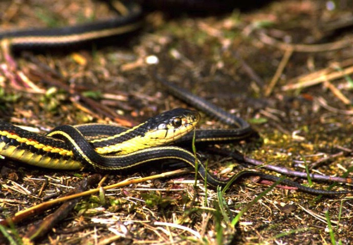 Garder snake - ID: 1096593 © Heather Robertson