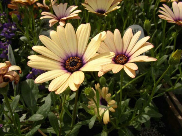 Yellow flowers - ID: 1096600 © Heather Robertson