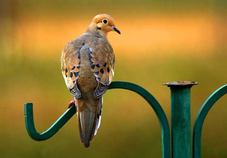 Mourning Dove