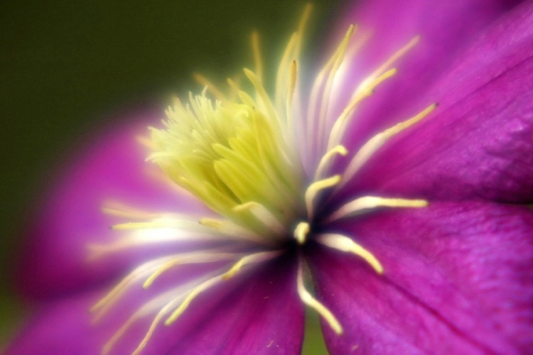 Glowing Clematis
