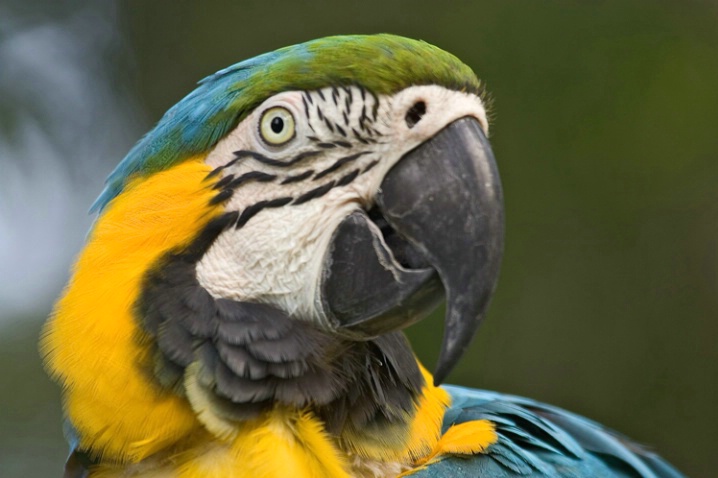 Macaw 2 - ID: 1097370 © James E. Nelson