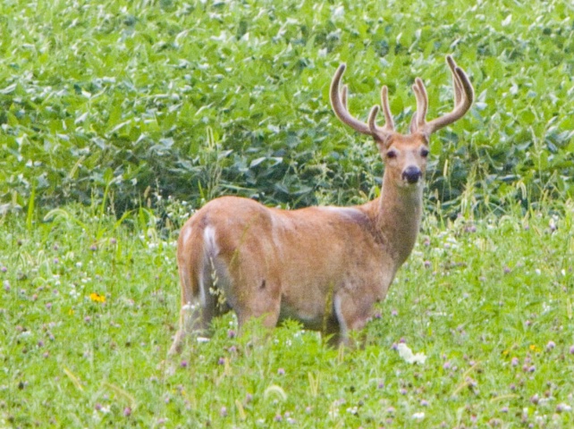 ~Deer~